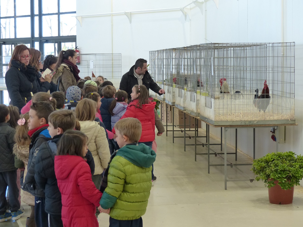 Más de 800 aves se exhiben en la I Feria Ornitológica de Manzanares