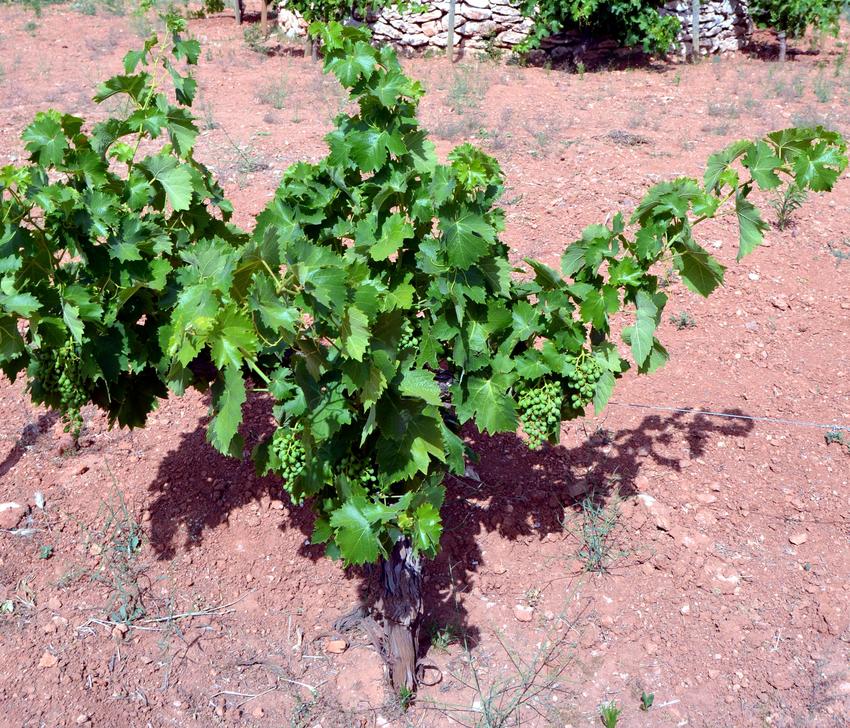 El pionero Laboratorio agroalimentario LIEC de Manzanares, imparte tres jornadas sobre el uso eficiente del agua para una viticultura sostenible, del 6 al 8 de julio