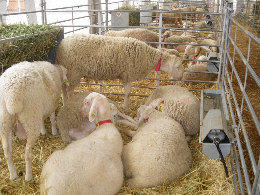 La subasta de sementales de raza ovina manchega repite éxito en FERCAM