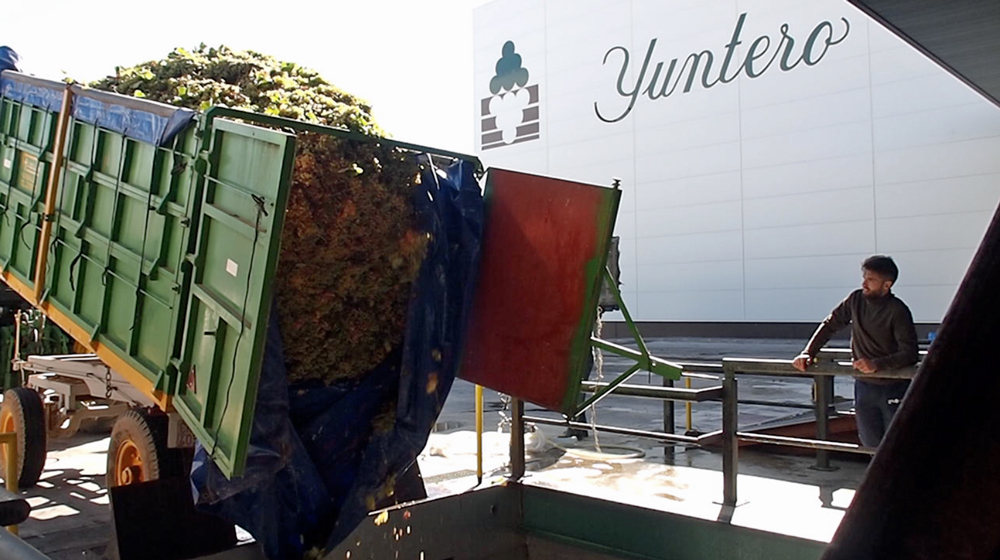 Bodegas Yuntero finaliza la vendimia con una producción récord de 111 millones de kilos de uva
