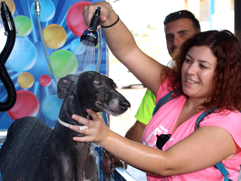 La Solana inaugura un novedoso lavadero de mascotas