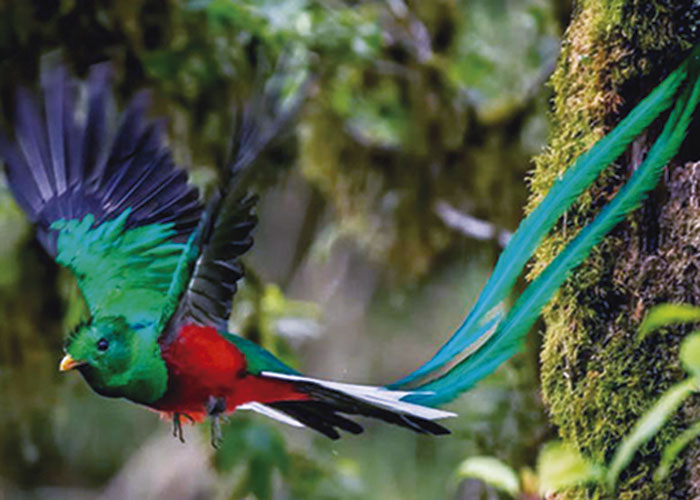 El Quetzal, Ave Nacional de Guatemala