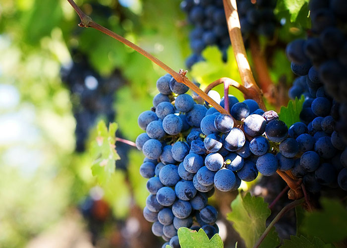 Aprobada la ampliación del rendimiento del viñedo en la DO Valdepeñas