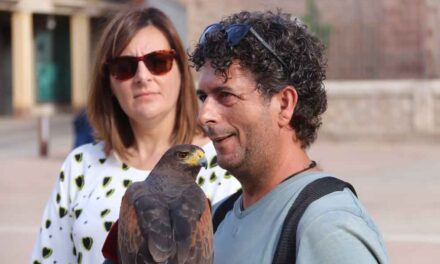 Un águila de Harris, ‘fichaje’ del Ayuntamiento de Manzanares para combatir la plaga de palomas