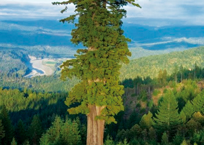 El árbol más alto y el árbol más grueso del mundo
