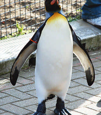 Un pingüino es el Coronel en Jefe de la Guardia Real Noruega