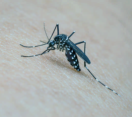 Los mosquitos tienen dientes