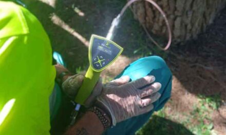 El área de Medio Ambiente de Valdepeñas prioriza la endoterapia en 214 olmos