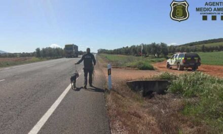La Unidad de Medio Ambiente de Valdepeñas rescata a un galgo en plena vía con tráfico intenso